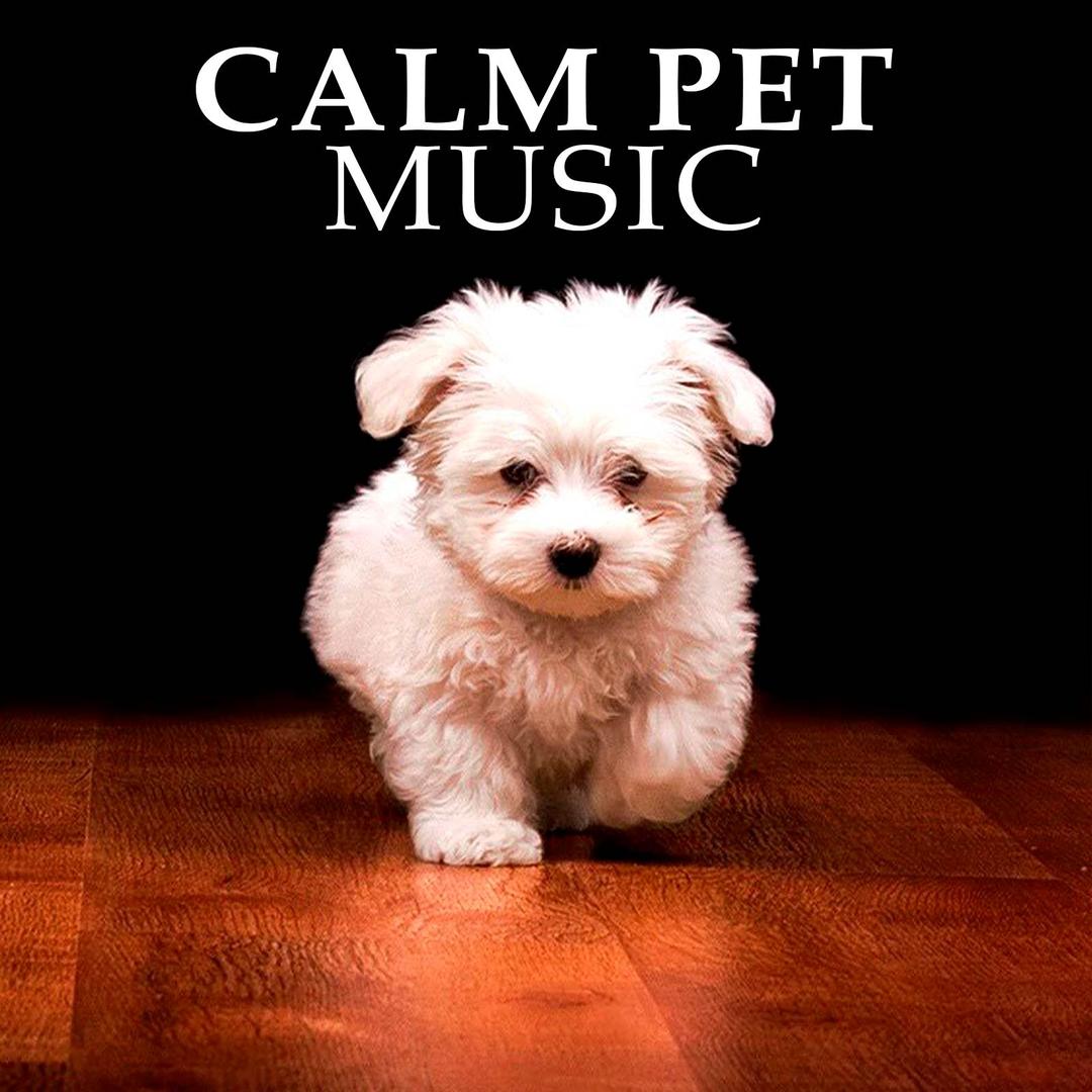 Calm Pet Music By Dog Music Sleeping Music For Dogs Cat Music
